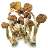 Magic Mushrooms Shop