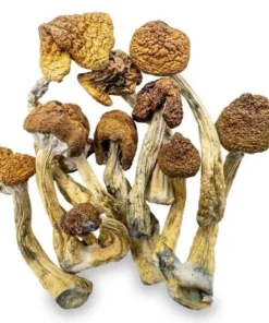 Magic Mushrooms Shop