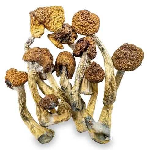 Magic Mushrooms Shop