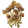 Magic Mushrooms Drogen
