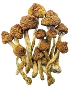 Magic Mushrooms Drogen​ 
