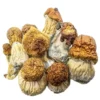 Magics Mushroom Kaufen
