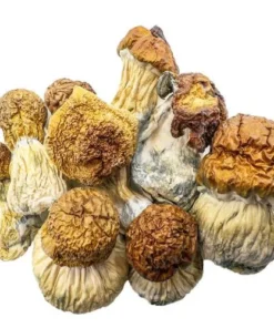 Magics Mushroom Kaufen