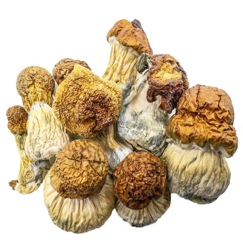 Magics Mushroom Kaufen