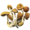 Zauberpilze Kaufen