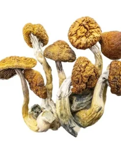 Zauberpilze Kaufen