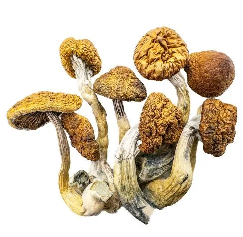 Zauberpilze Kaufen