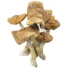 Magic Mushroom Kit