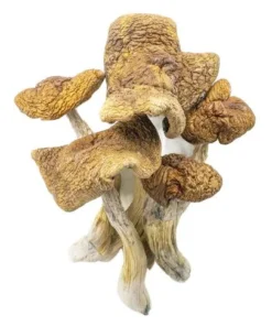Magic Mushroom Kit​