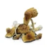 Hawaiian Magic Mushrooms