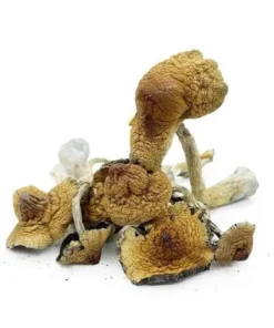 Hawaiian Magic Mushrooms