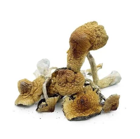 Hawaiian Magic Mushrooms
