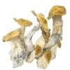 Magics Mushrooms Kaufen