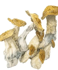 Magics Mushrooms Kaufen