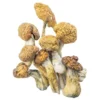 Malabar Magic Mushrooms Kaufen