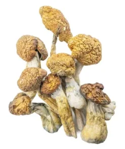 Malabar Magic Mushrooms Kaufen