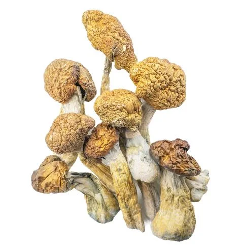 Malabar Magic Mushrooms Kaufen