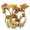 Magic Mushroom Mexicana Kaufen