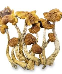 Magic Mushroom Mexicana Kaufen