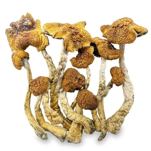 Magic Mushroom Mexicana Kaufen