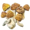 Magic Mushroom Growbox