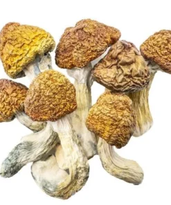 Magic Mushroom Growbox​