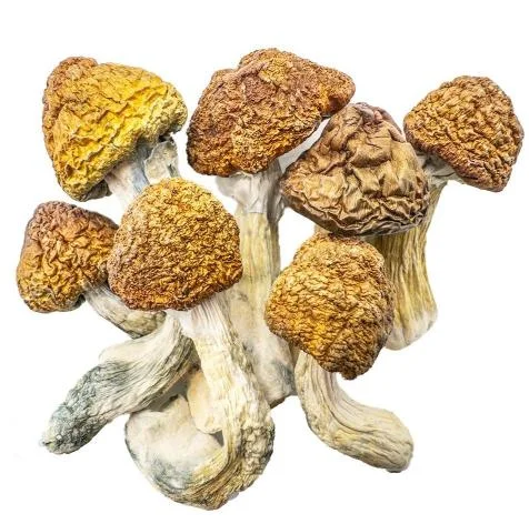 Magic Mushroom Growbox