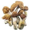 Tidal Wave Magic Mushrooms