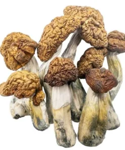 Tidal Wave Magic Mushrooms