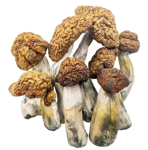 Tidal Wave Magic Mushrooms