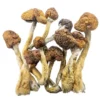 Magic Mushroom Kaufen