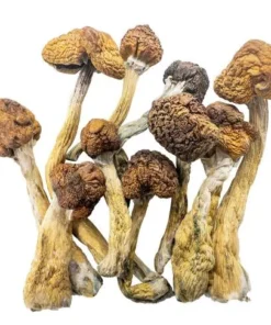 Magic Mushroom Kaufen