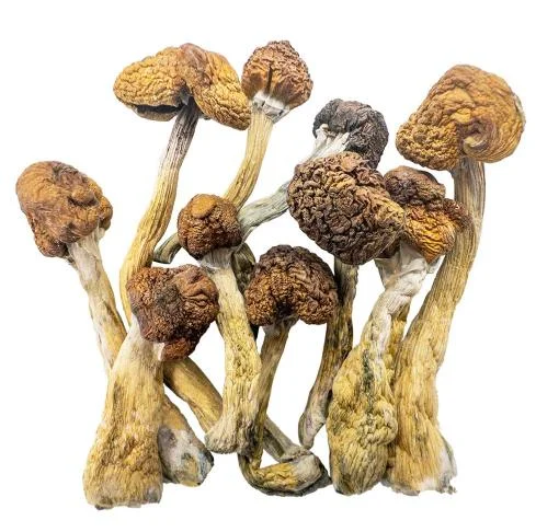 Magic Mushroom Kaufen