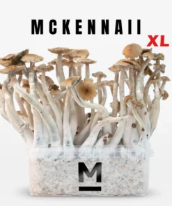 McKennaii XL Growkit kaufen | Starkes Zauberpilz Zuchtset von Mondo