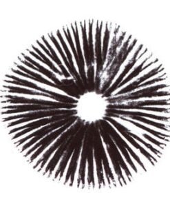 Albino A+ Psilocybe Cubensis Sporenabdruck kaufen – Psilocybin Sporen