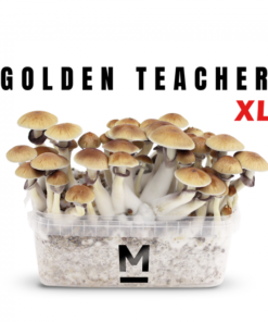 Golden Teacher XL Growkit kaufen | Mondo® Magic Mushroom Zuchtset