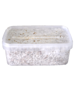 Magic Mushroom Grow Kit Colombia XP kaufen | Frische Zauberpilze züchten