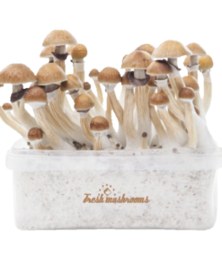 McKennaii Magic Mushroom Grow Kit kaufen | Extra Potent Zuchtset – FreshMushrooms