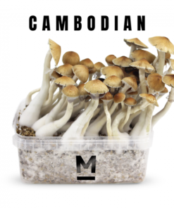 Mondo® Cambodia Growkit kaufen | Magic Mushroom Kit für Anfänger & Profis