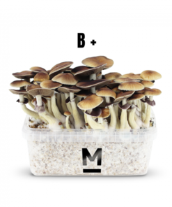 Mondo® Growkit B+ kaufen | Magic Mushroom Zuchtset für hohe Erträge