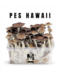 PES Hawaiian Growkit kaufen | Mondo® Magic Mushroom Grow Kit online