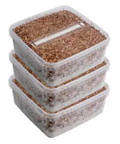 Three XL Magic Mushroom Grow Kits kaufen | XL Growkit Sparpaket von Mondo
